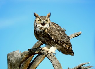 Owl talking 
