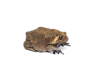 Asian common toad on white background,Toad Isolated