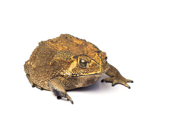 Asian common toad on white background,Toad Isolated