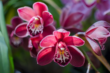 Fototapeta na wymiar Orchid flowers of dark red color