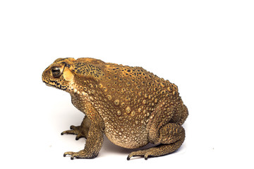 Asian common toad on white background,Toad Isolated
