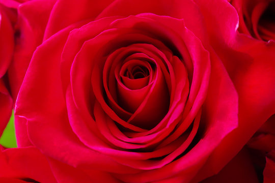 red rose close up,