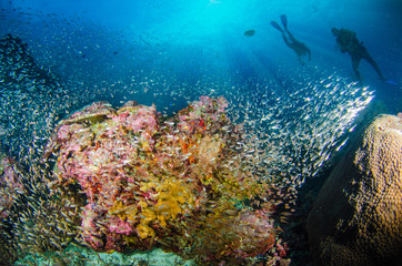 Naklejka na ściany i meble Undersea, Underwater life, fish, shoal, coral