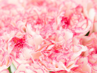 Pink Carnation Flowers Bouquet. soft filter.
