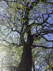 frische Triebe an einem Laubbaum im Frühling