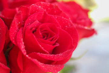 Close up of red roses and water drops.