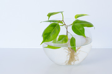 The plant with roots is in glass jar, vase . On a white background.