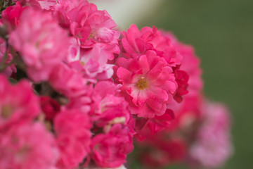 Bush of pink roses in  garden.