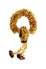 Dry flower garland isolated on white background.