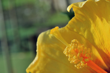 Chinese Rose Focus on pollen