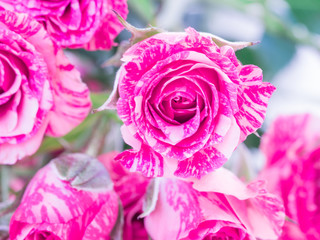 Two-Tone Pink Roses.