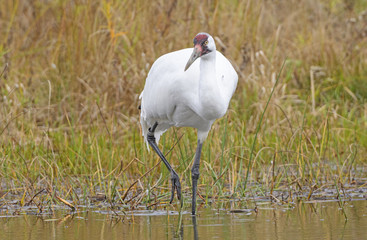 Whooping Crane on the Hunt
