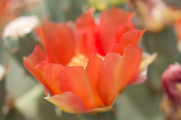 Fototapeta na wymiar Orange cactus flower.