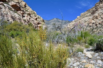 Lost Creek Red Rock Canyon with Blooming Mormon Tea