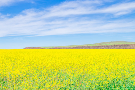 wild yellow flower field and blue sky.