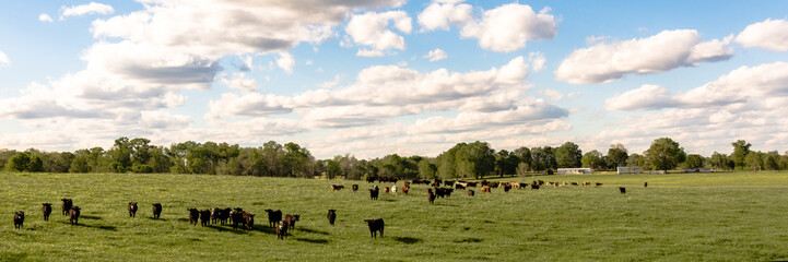 Country panorama of cattle in lush pasture