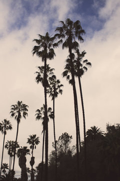 palm trees