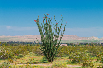 Ocotillo flowers blooming.