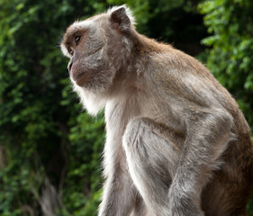 Monkeys