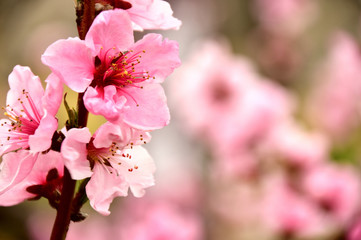 ネクタリンの花