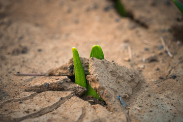 detail shot of grass sprouting from dried earth.