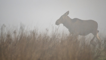 Łoś we mgle / w wiosennym mglistym poranku na dzikich łąkach Dolnej Doliny Pilicy