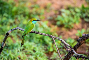 Bee-eater or Merops orientalis sits on branch