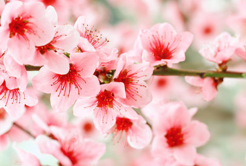Beautiful pink apricot tree flowers