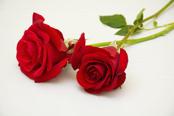isolated red rose flower with green leaves