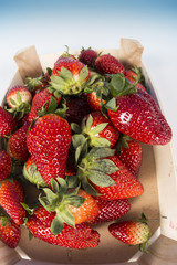 bioerdbeeren in obststeige