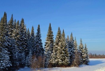 Siberian forest