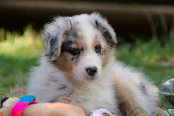 chiot berger australien