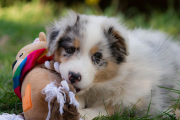chiot berger australien © Magalice