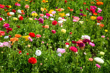 Ranunculus field