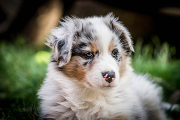 Portrait Chiot Berger Australien Buy This Stock Photo And