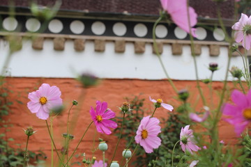 Amdo Tibet Tibetan Architecture Traditional Tradition Religious Maroon Wall White Circle Circles Brown Design Sunflower Sunflowers Flowers Flower Architecture Plateau China Gansu Qinghai Buddhist 