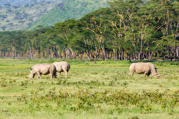 Fototapeta premium Pack of white rhino
