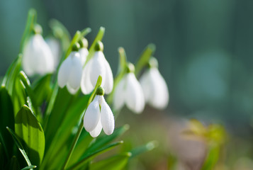 Beautiful snowdrops in sunny spring forest on bokeh background