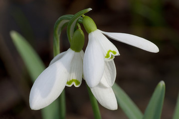 Fototapeta premium Wiosenna para