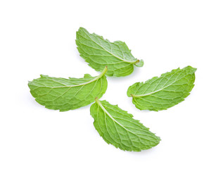 back of fresh mint leaf isolated on white background