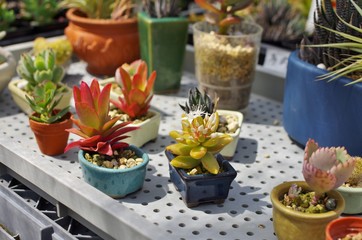 多肉植物の苗と寄せ植え