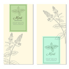 Set of vertical vintage banners, labels with sketch mint leaves, Designed vector frame with blossom peppermint and space for text, line art, design for cosmetic, beauty salon, natural organic product