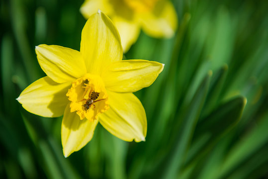 Daffodils. Yellow flowers in the garden. Gardening. Seedling plant. Agriculture concept.
