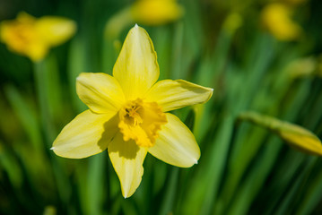 Daffodils. Yellow flowers in the garden. Gardening. Seedling plant. Agriculture concept.
