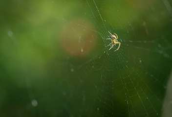 Small spider sits on his cobweb. Selective focus with shallow depth of field.
