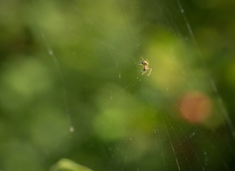 Small spider sits on his cobweb. Selective focus with shallow depth of field.