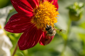 European hoverfly feeding on flower. Selective focus.