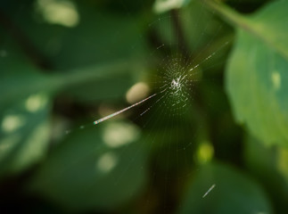 Spider web in a autumn forest. Selective focus.