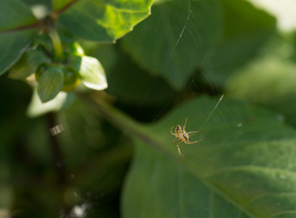 Small spider sits on his cobweb. Selective focus with shallow depth of field.