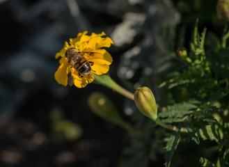 European hoverfly feeding on flower. Selective focus.
